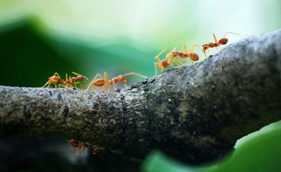 macro photo of five orange ants